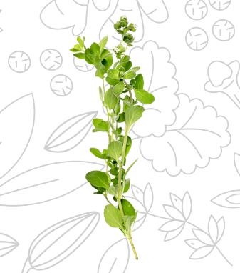 ORIGANO FOGLIA 1^ scelta 100gr Italdroghe  orig. Perù              25/ct